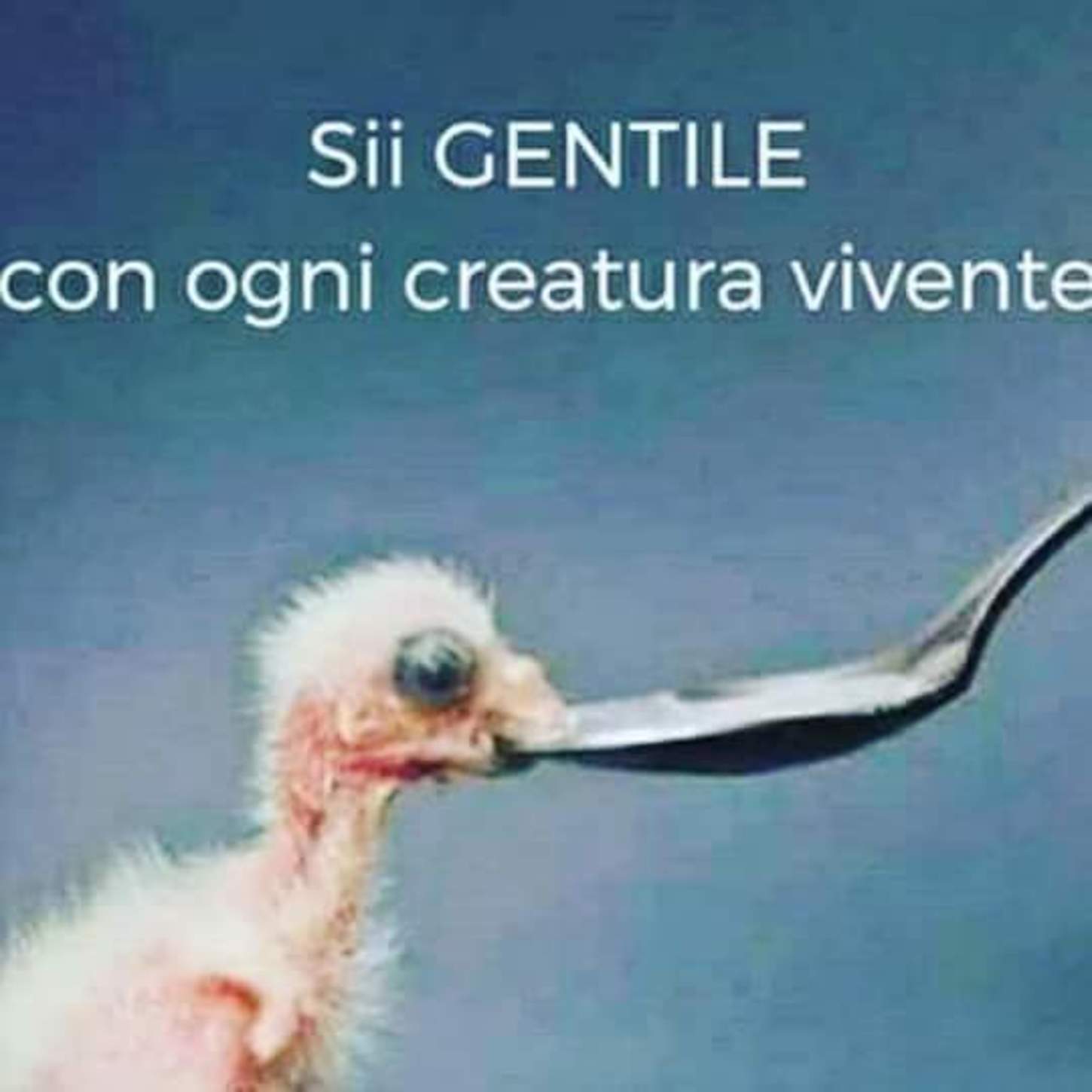 Sii gentile con ogni creatura vivente