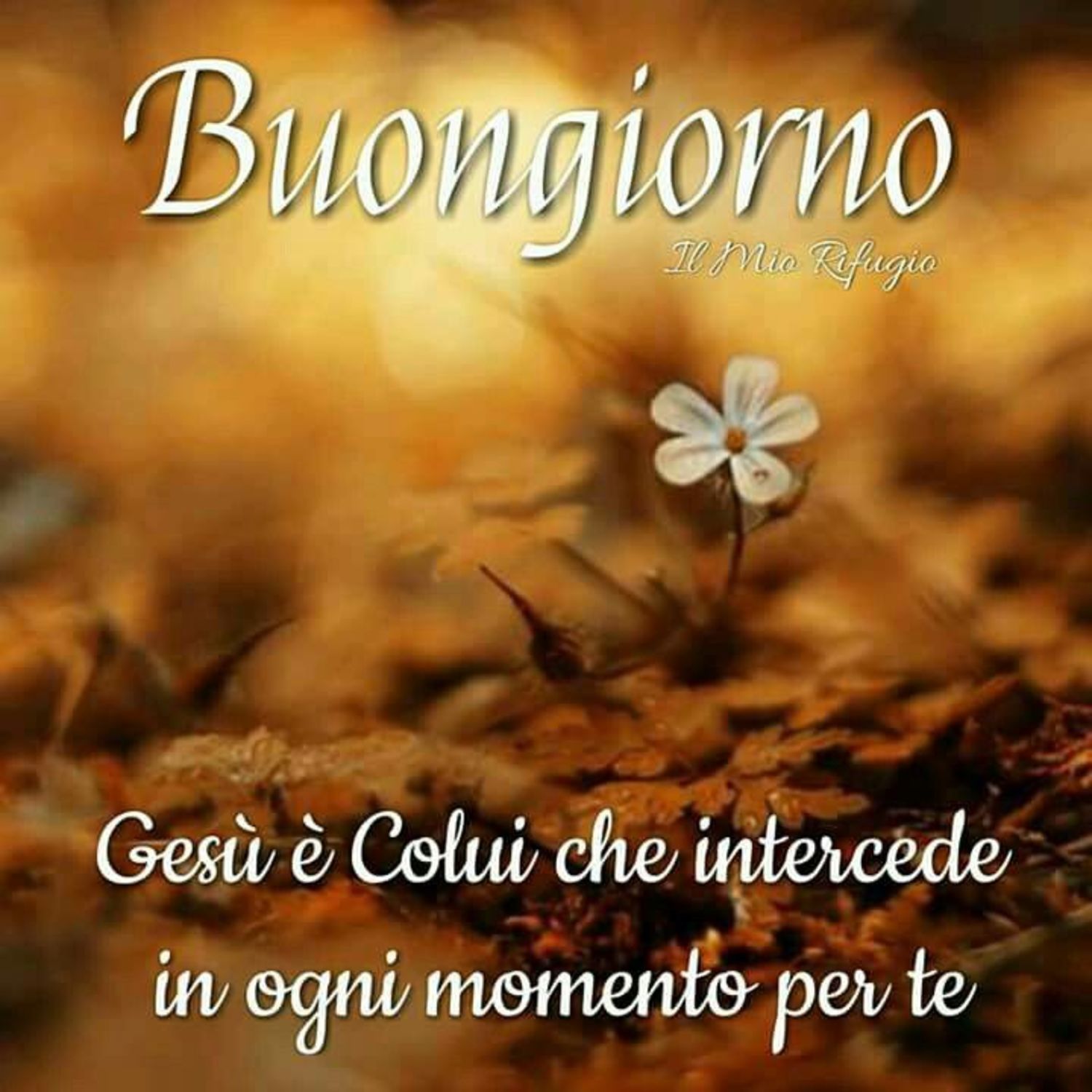 Buongiorno Gesu Buongiornocongesu It